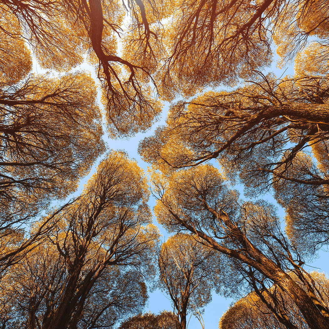 View looking up at tall trees with golden leaves forming a connected canopy against a blue sky